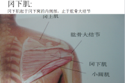 全身肌肉解剖图谱汇总 ！